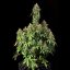 Royal Queen Seeds Seminte de canabis Royal Haze Auto