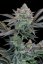 Fast Buds Sjemenke konoplje Gorilla Cookies FF