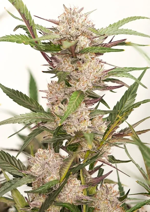 Dutch Passion Cannabisfrön Auto Mimosa Punch® Autoflowering