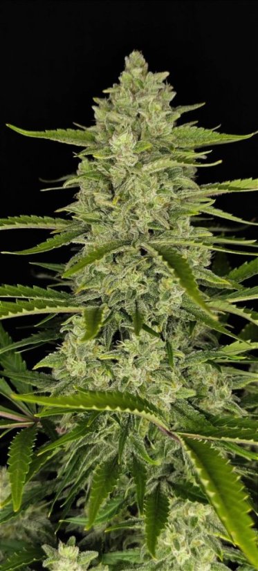 Fast Buds Насіння канабісу Папайя Печиво Авто