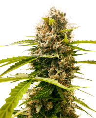 Sensi Seeds Seminte de canabis Mandarin Punch feminizate, 3-10 buc