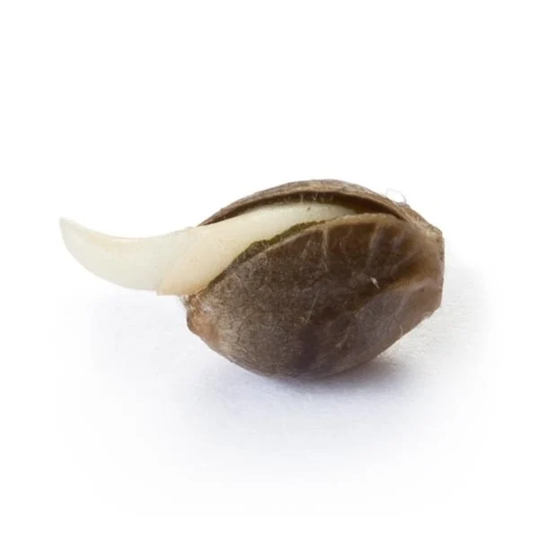 Royal Queen Seeds Cannabisfrø Amnesia Haze Feminiseret