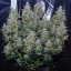 Silent Seeds Seminte de canabis clasice Critical Jack feminizate