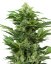 Sensi Seeds Kannabiksen siemenet Afghan Pearl CBD automaattinen feminoitu, 3-10 kpl