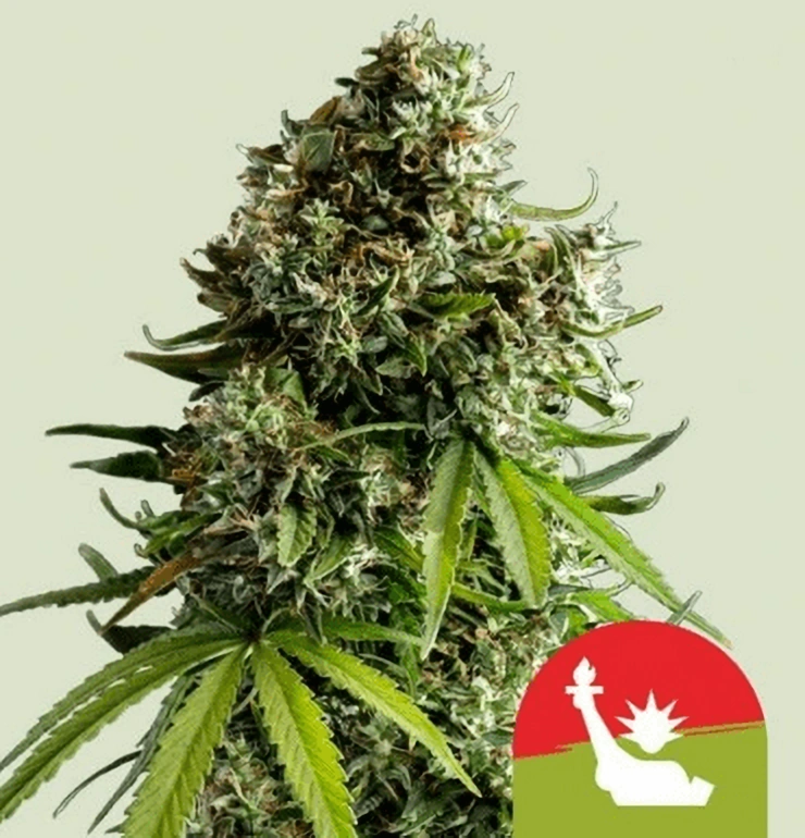 Royal Queen Seeds Semințe de canabis NYC Sour D Auto