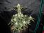 Fast Buds Cannabis Seeds West Coast O.G. Auto
