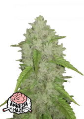 Fast Buds Sjemenke konoplje Amnesia Haze Auto