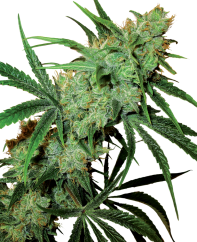 Sensi Seeds Semințe de canabis Fruity Juice® Regular, 10 buc