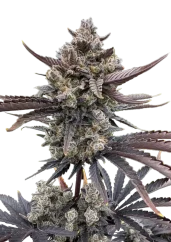 Fast Buds Cannabis Seeds Banana Purple Punch Auto RF3