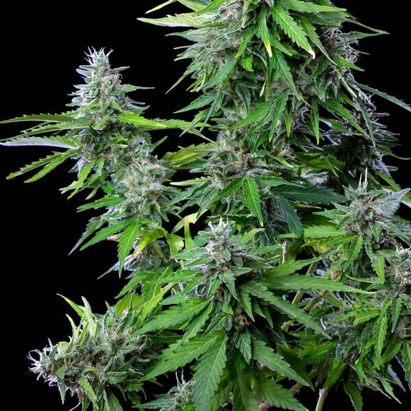 Royal Queen Seeds Seminte de canabis Royal Cookies Auto