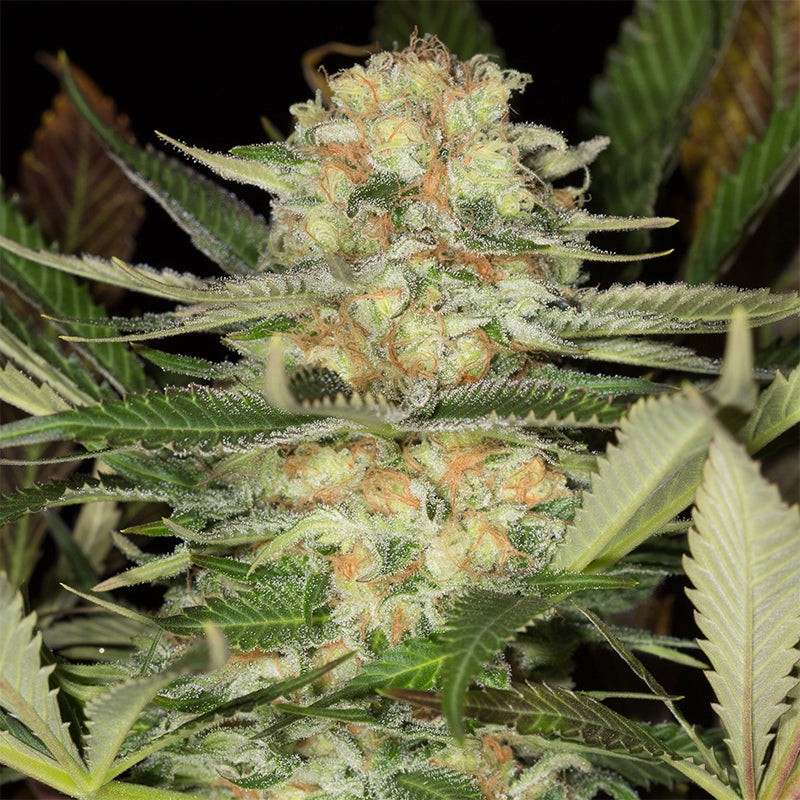 Silent Seeds Seminte de canabis clasice Critical Mango feminizate