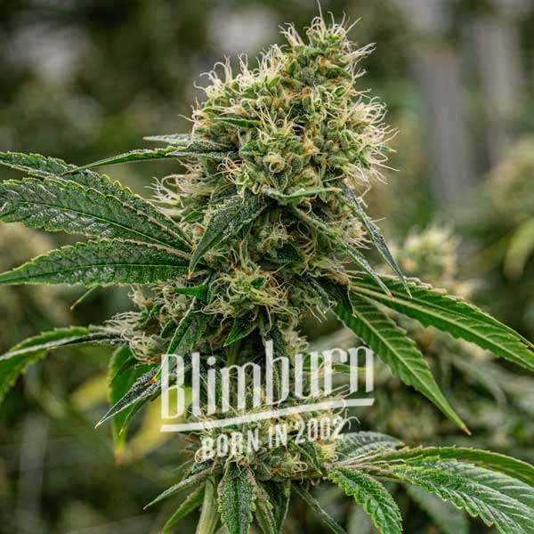 Blimburn Seeds Cannabis Seeds Scrambler Haze Feminized