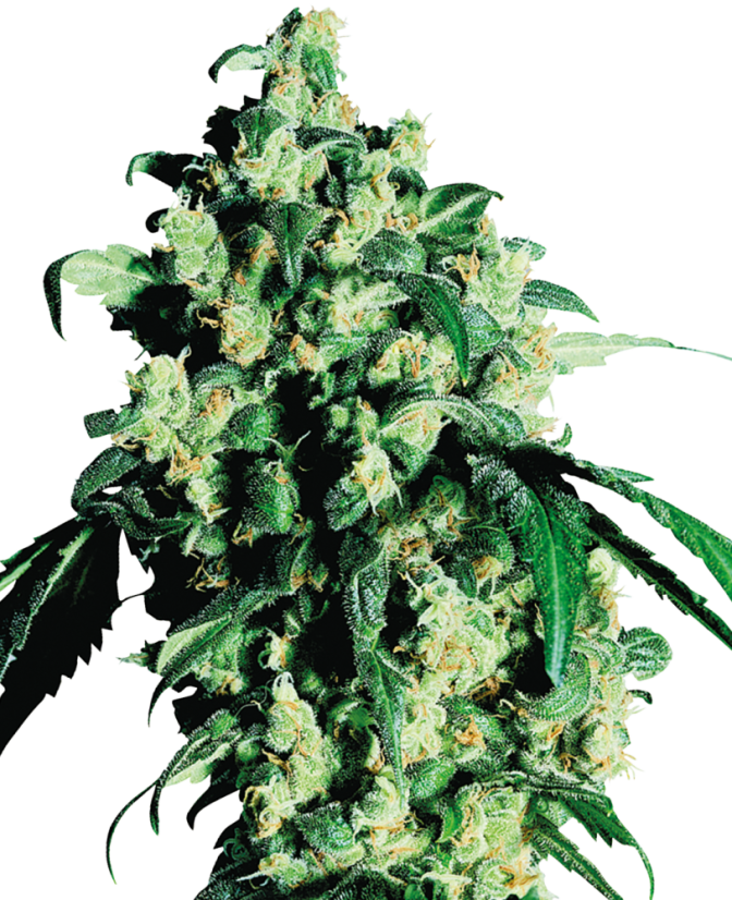 Sensi Seeds Seminte de canabis Super Skunk® feminizate, 3-25 buc