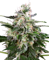 Sensi Seeds Sjemenke konoplje White Skunk Automatic Feminized by White Label, 3-10 kom
