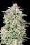 Fast Buds Semi di Cannabis Forbidden Runtz Auto