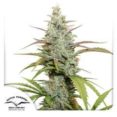 Dutch Passion Seminte de canabis Mokum's Tulip® feminizate
