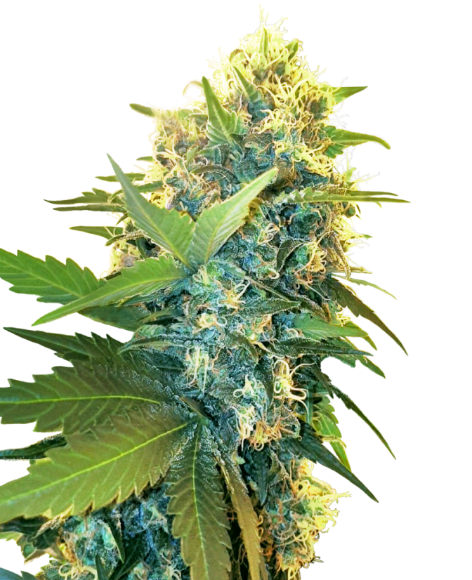 Sensi Seeds Seminte de canabis Double Kush Cake feminizate, 3-10 buc