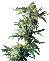 Sensi Seeds Sjemenke konoplje Northern Lights® Feminized, 3-10 kom