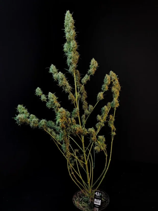 Fast Buds Sjemenke konoplje Jack Herer Auto