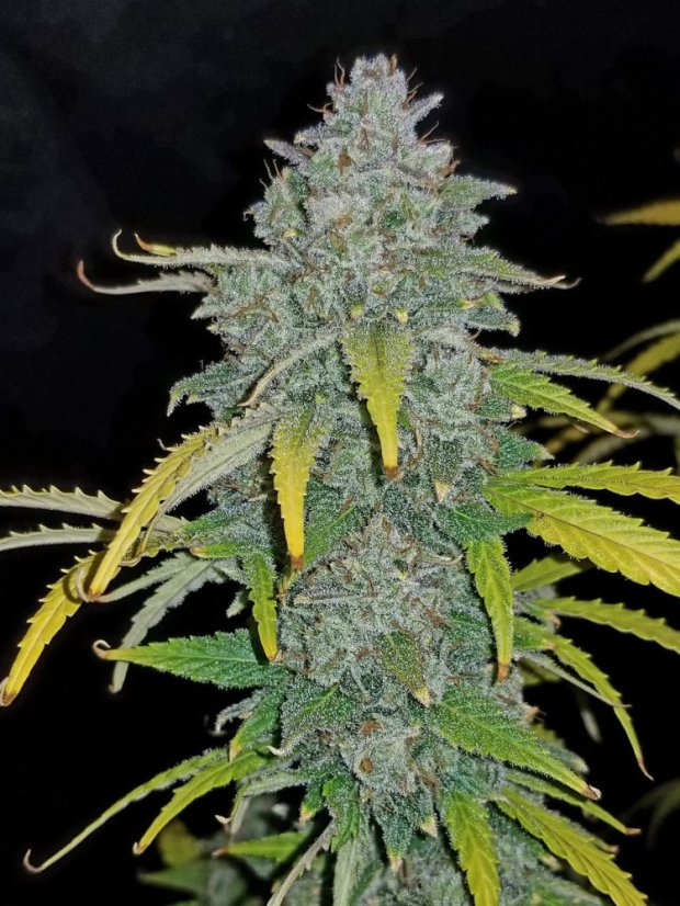 Fast Buds Biji Ganja Blue Dream Auto
