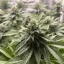 Blimburn Seeds Kanepiseemned Girl Scout Cookies Auto