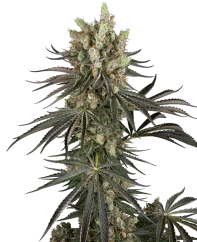Sensi Seeds Cannabis Seeds Slam Dank Feminizate
