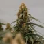 Royal Queen Seeds Semillas de cannabis Gaia F1 Auto