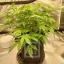 Blimburn Seeds Cannabis Seeds Mamba Negra CBD feminizált