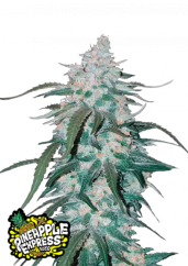 Fast Buds Semena konoplje Pineapple Express Auto
