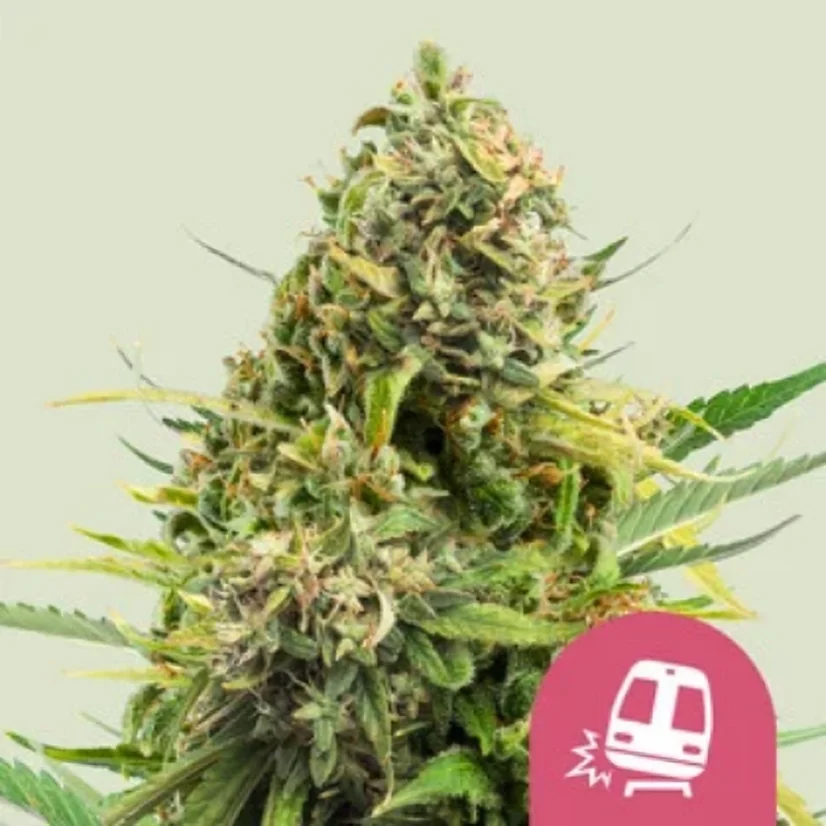 Royal Queen Seeds Seminte de canabis Trainwreck feminizate