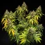 Royal Queen Seeds Seminte de canabis Triple G Auto