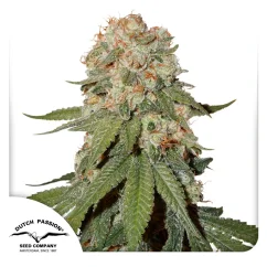 Dutch Passion Seminte de canabis Orange Bud® feminizate