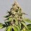 Royal Queen Seeds Graines de cannabis Royal AK féminisées