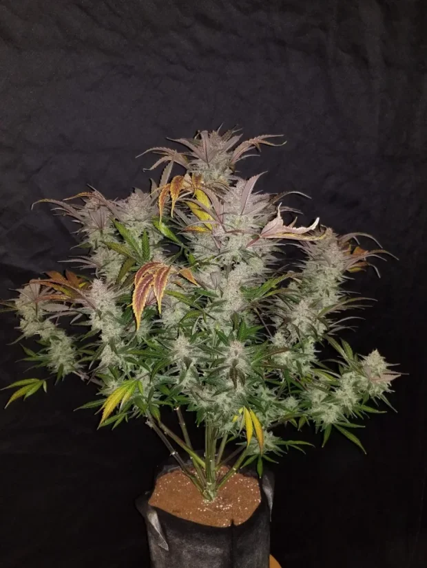 Fast Buds Kremasti kolačići sjemenki kanabisa, automatski