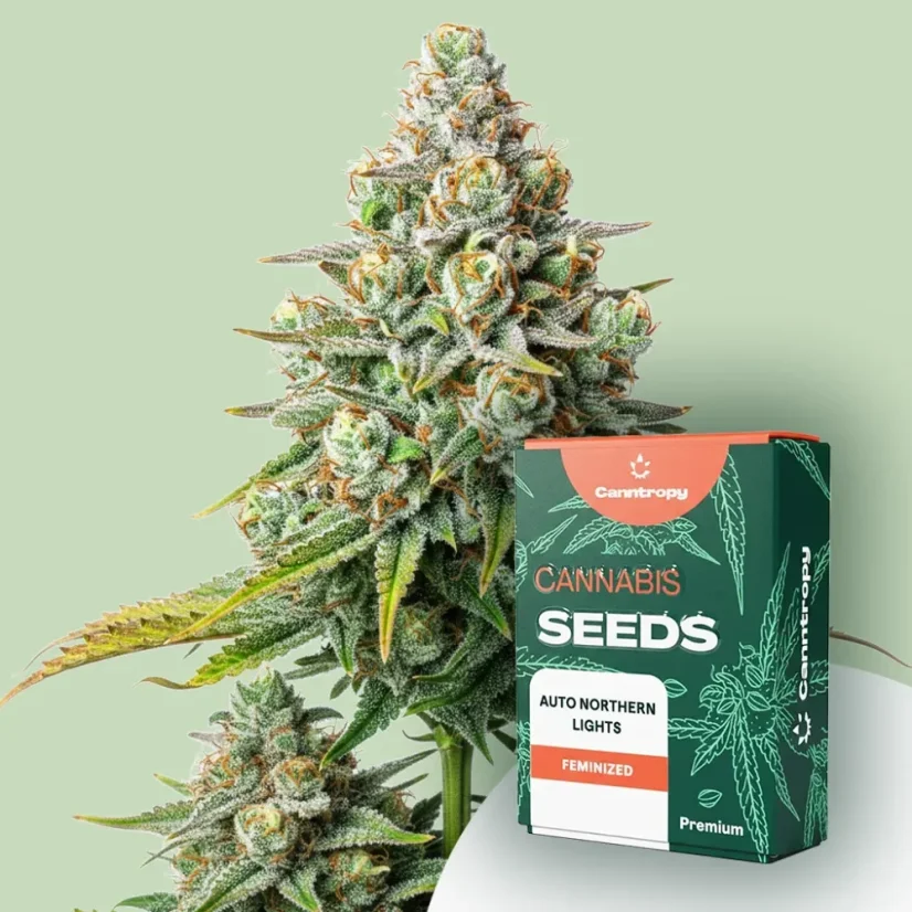 Canntropy Samen Auto Northern Lights (Autoflowering)