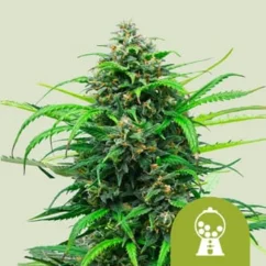 Royal Queen Seeds Seminte de canabis Pink Runtz Auto