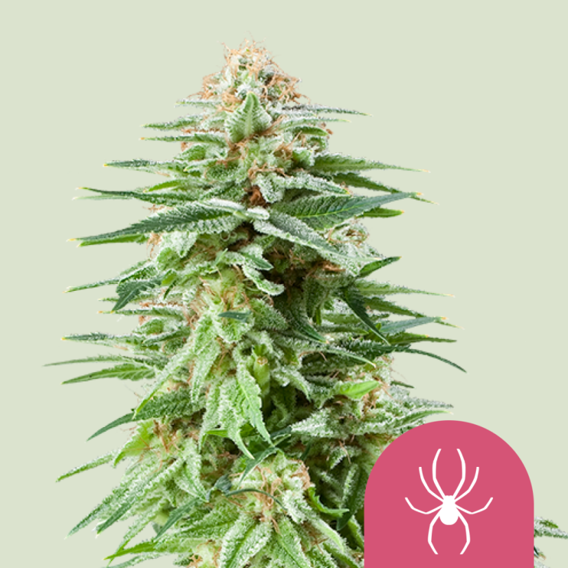 Royal Queen Seeds Seminte de canabis White Widow feminizate