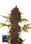 Fast Buds Cannabis Seeds LSD-25 Auto