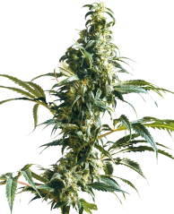 Sensi Seeds Semințe de canabis Mexican Sativa® feminizate, 3-10 buc.