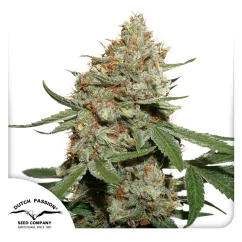 Dutch Passion Semințe de canabis Skunk #11® feminizate