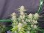 Fast Buds Sjemenke konoplje Marelica Auto