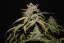 Fast Buds Автозаправка з насінням канабісу