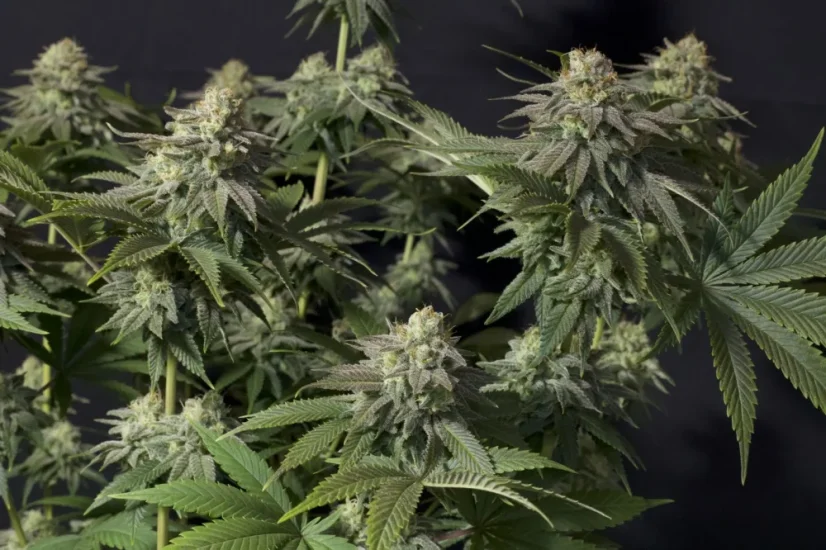 Fast Buds Sjemenke kanabisa Narančasti šerbet FF