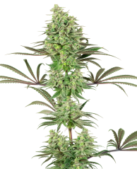 Sensi Seeds Seminte de canabis Double Banana Kush feminizate de White Label, 3-10 buc.