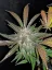 Fast Buds Kremasti kolačići sjemenki kanabisa, automatski