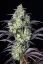 Fast Buds Cannabis Seeds Mimosa Cake Auto