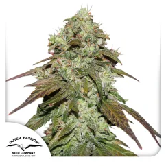 Dutch Passion Cannabis Seeds CBD Mazar Feminized