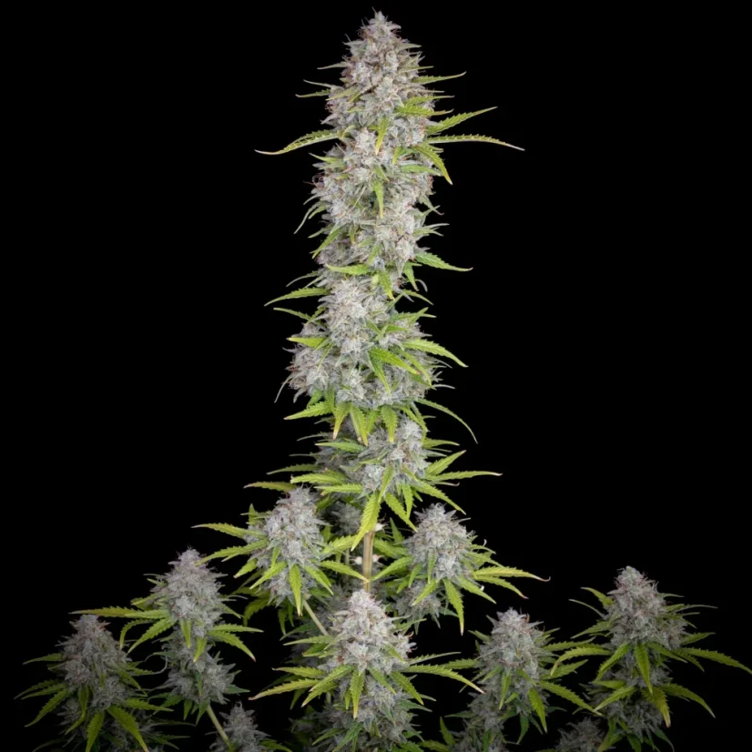 Fast Buds Sjemenke kanabisa Orange Sherbet Auto