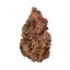 Royal Queen Seeds Seminte de canabis Purple Queen feminizate