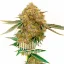 Blimburn Seeds Семена от канабис Durban Poison Auto